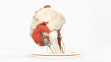 Normal Female Hemipelvis - Female, 53 Years