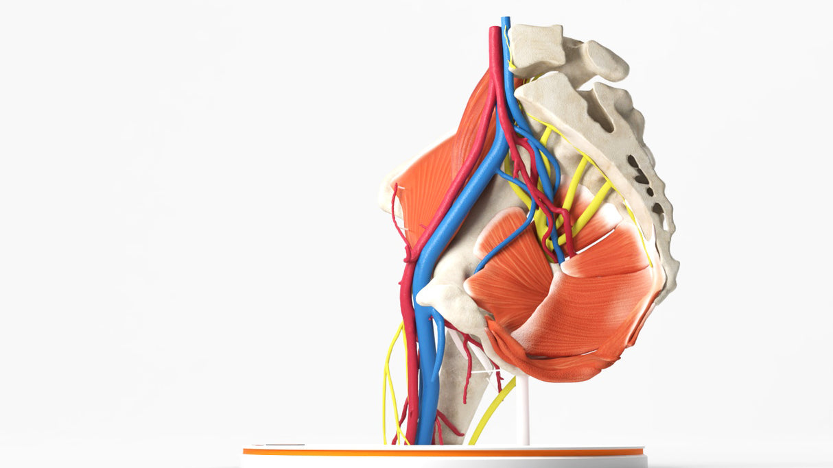 Normal Female Hemipelvis - Female, 53 Years