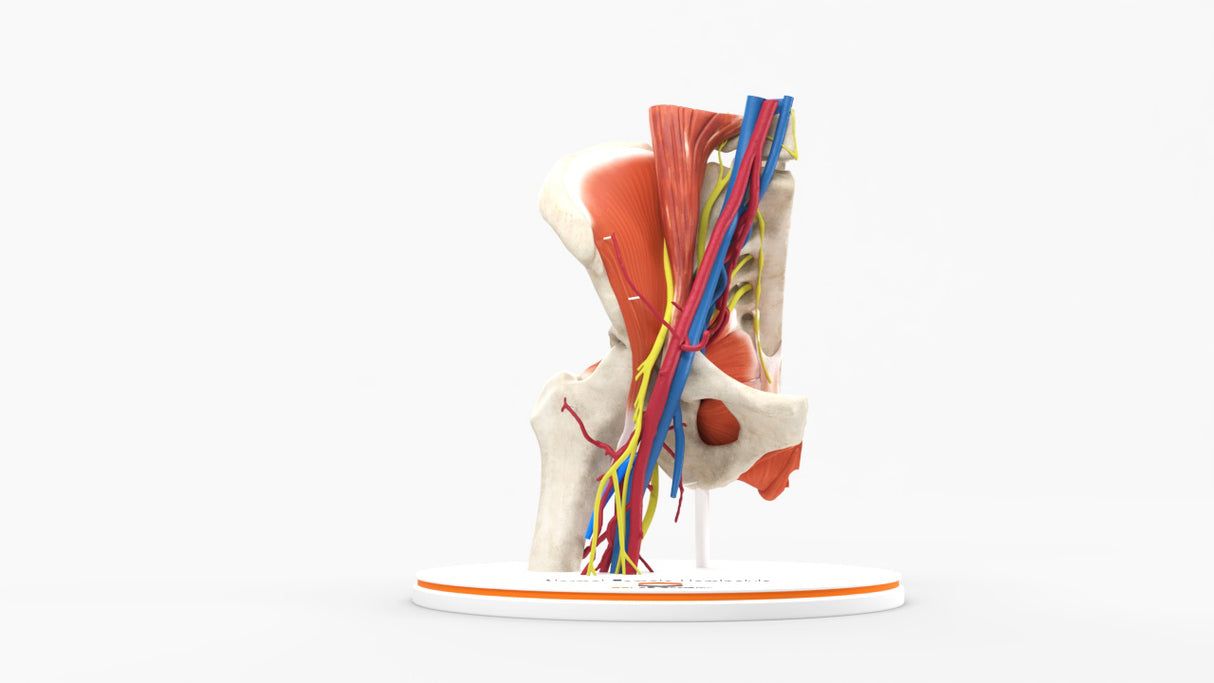 Normal Female Hemipelvis - Female, 53 Years