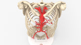 Normal Adult Aorta