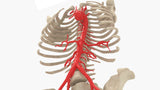 Normal Adult Aorta