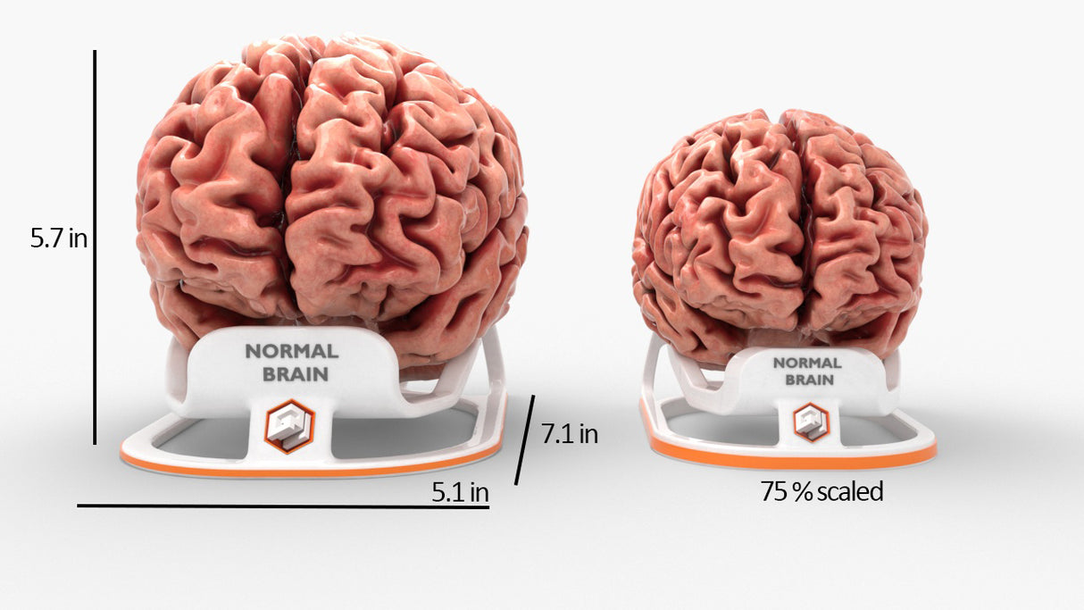 Adult Brain, Normal