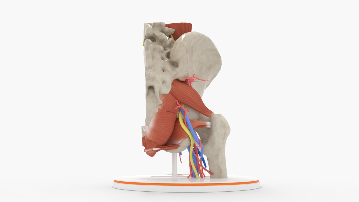 Normal Female Hemipelvis - Female, 53 Years