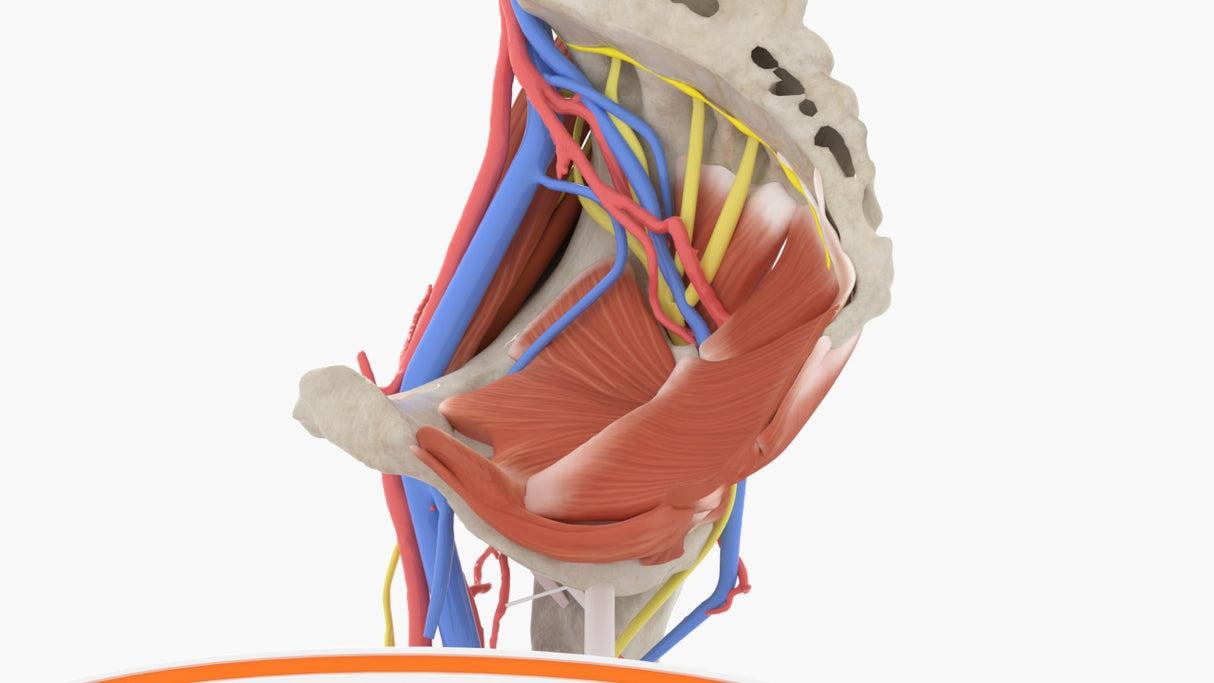 Normal Female Hemipelvis - Female, 53 Years