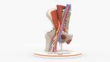 Normal Female Hemipelvis - Female, 53 Years