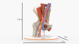 Normal Female Hemipelvis - Female, 53 Years