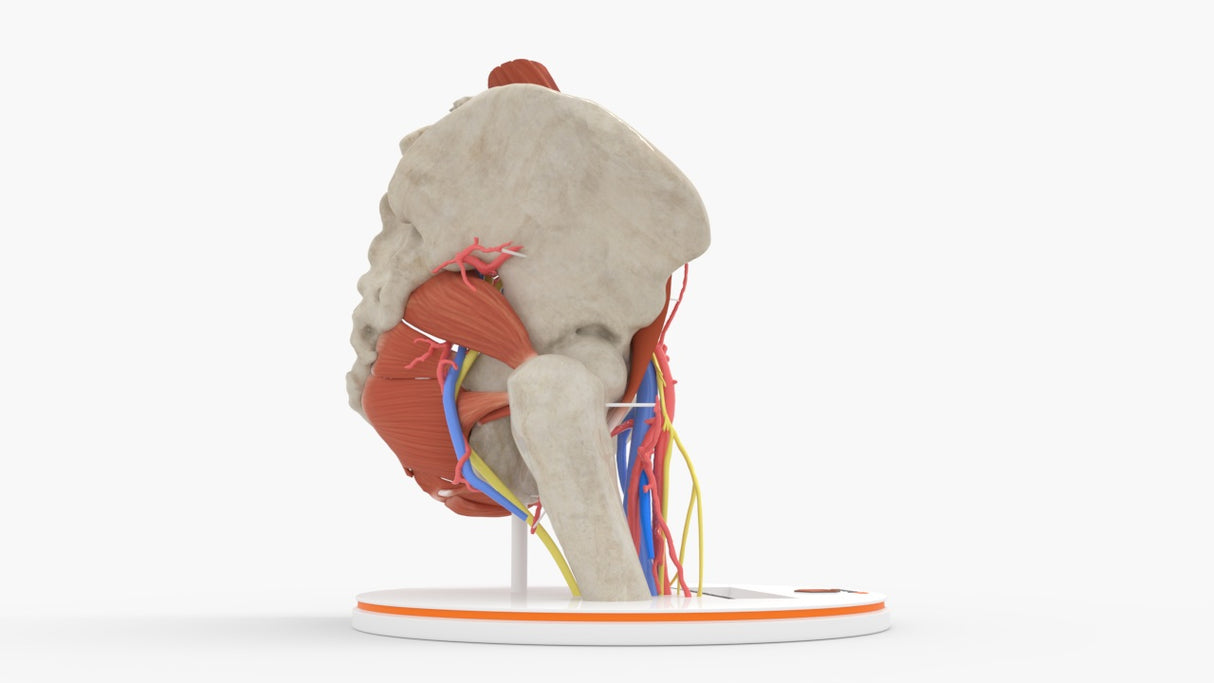 Normal Female Hemipelvis - Female, 53 Years