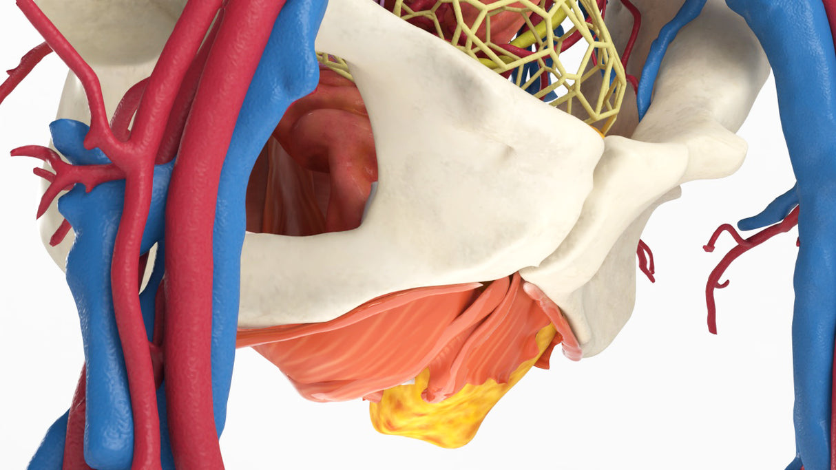 Pelvic Hernia – Female, 48 Years