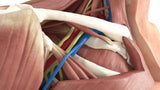 Thoracic Outlet Syndrome (TOS), Arm Down