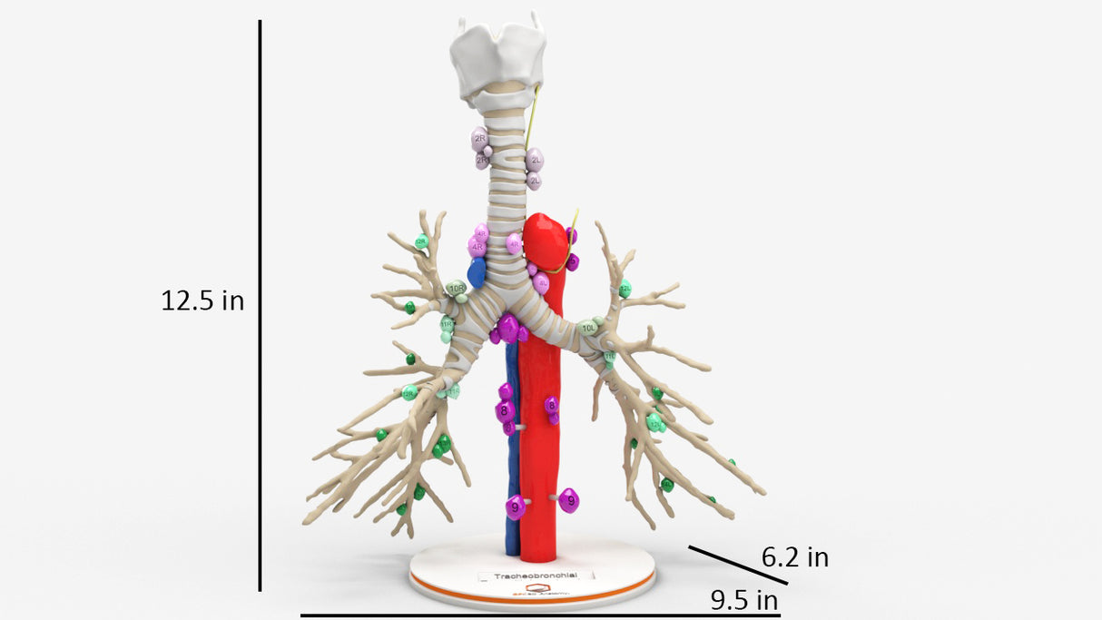 Tracheobronchial Tree With Lymph Nodes