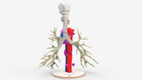 Tracheobronchial Tree With Lymph Nodes