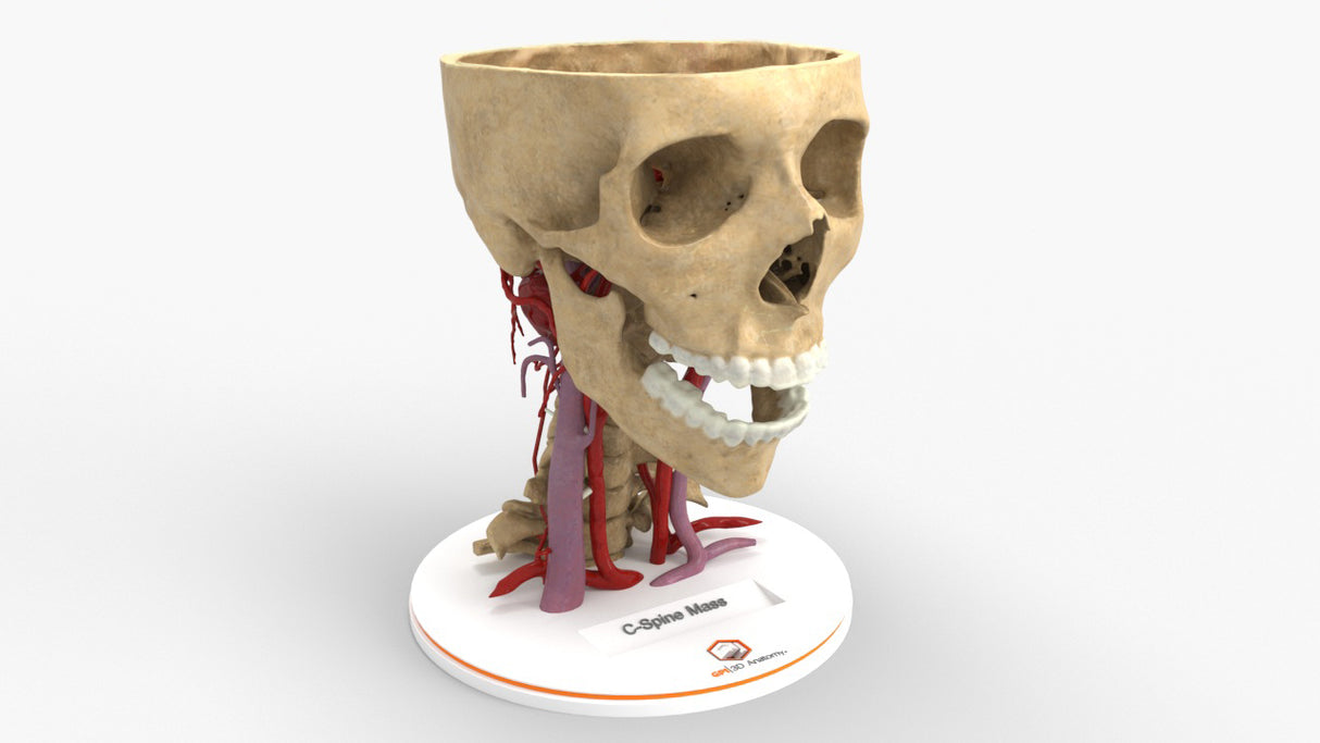 Realistic Cervical Spine Mass - Female, 19 Years