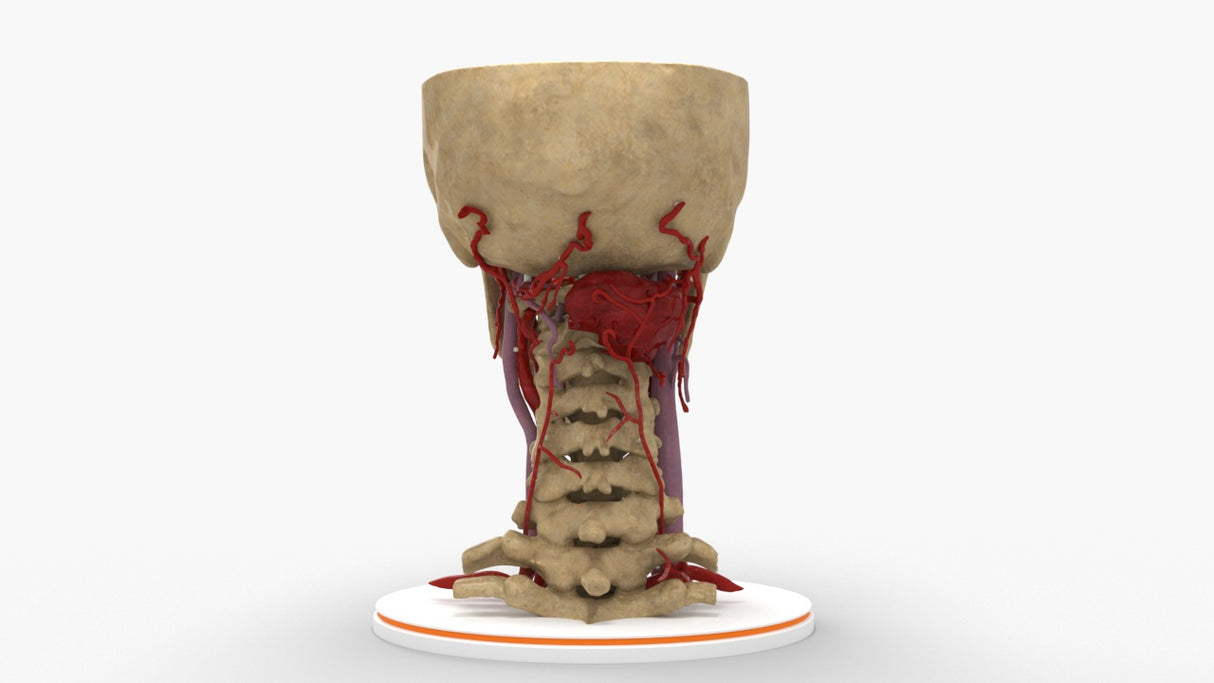 Realistic Cervical Spine Mass - Female, 19 Years