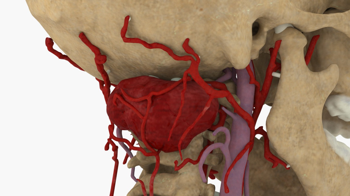 Realistic Cervical Spine Mass - Female, 19 Years