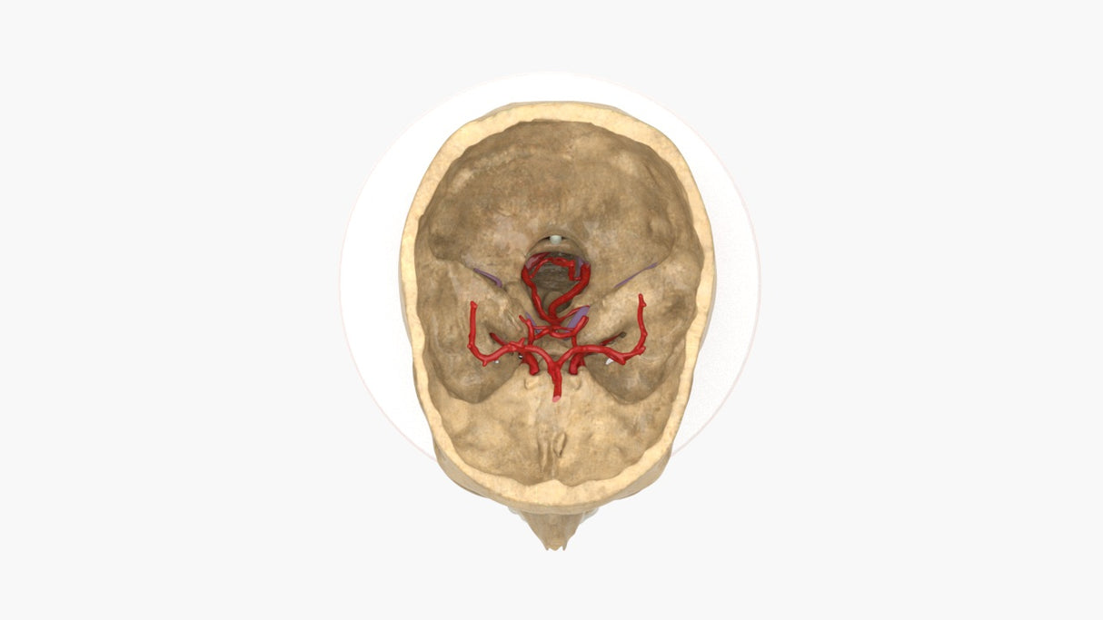 Realistic Cervical Spine Mass - Female, 19 Years