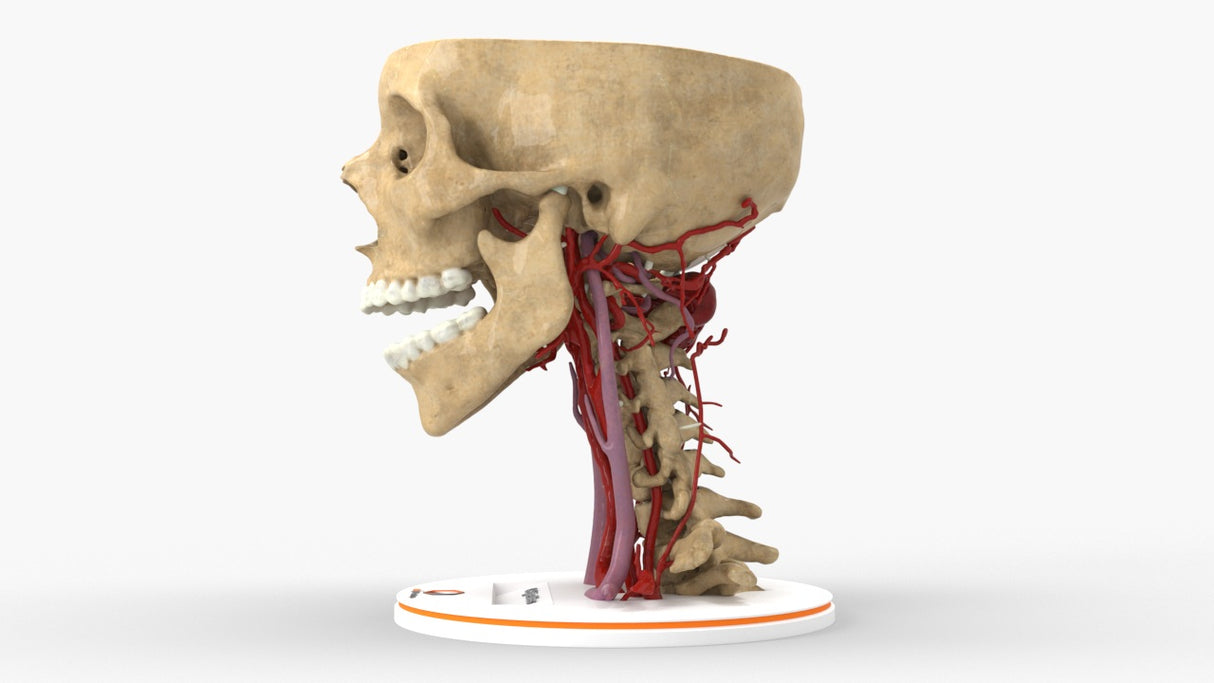 Realistic Cervical Spine Mass - Female, 19 Years