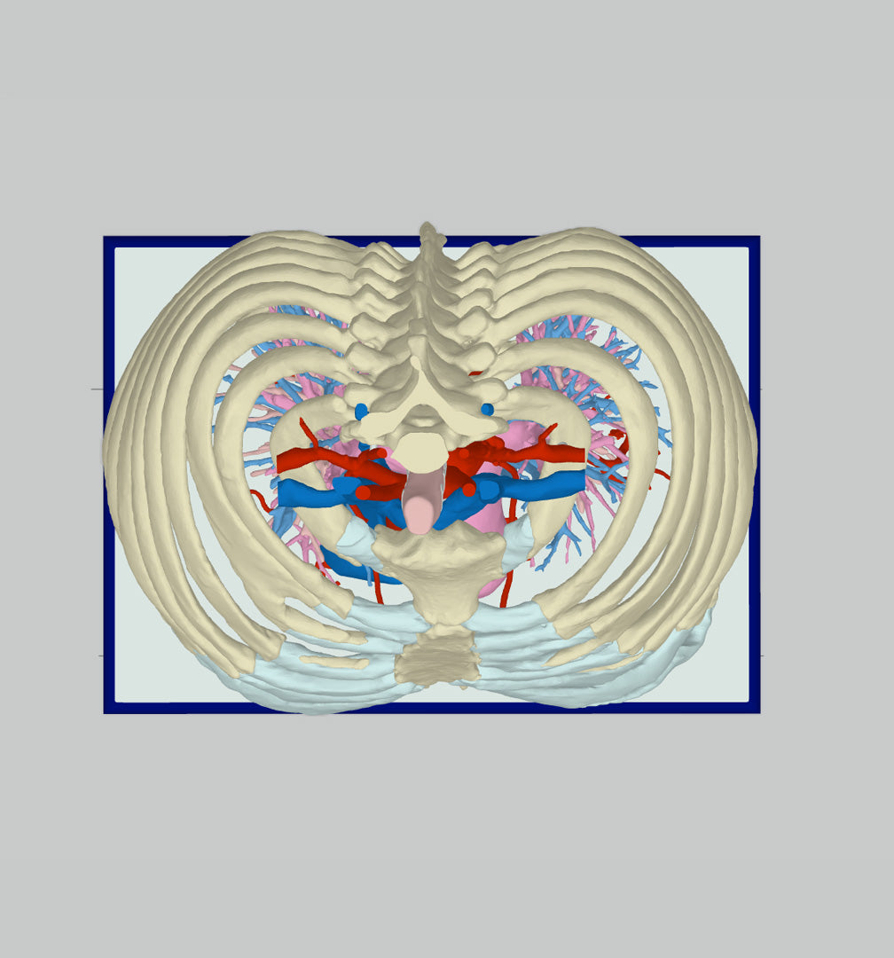 Normal Adult Chest – Male, 49 Years