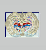 Normal Adult Chest – Male, 49 Years