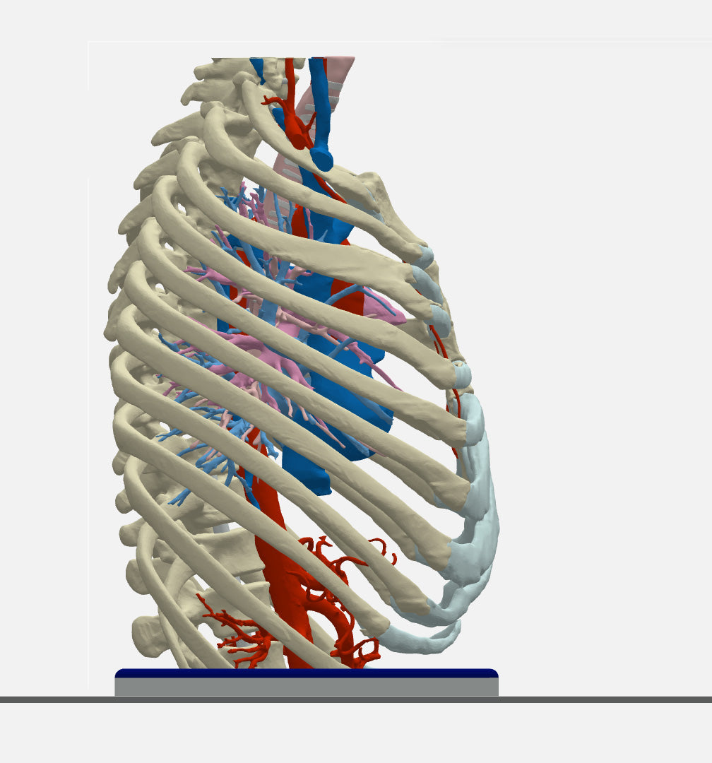 Normal Adult Chest – Male, 49 Years