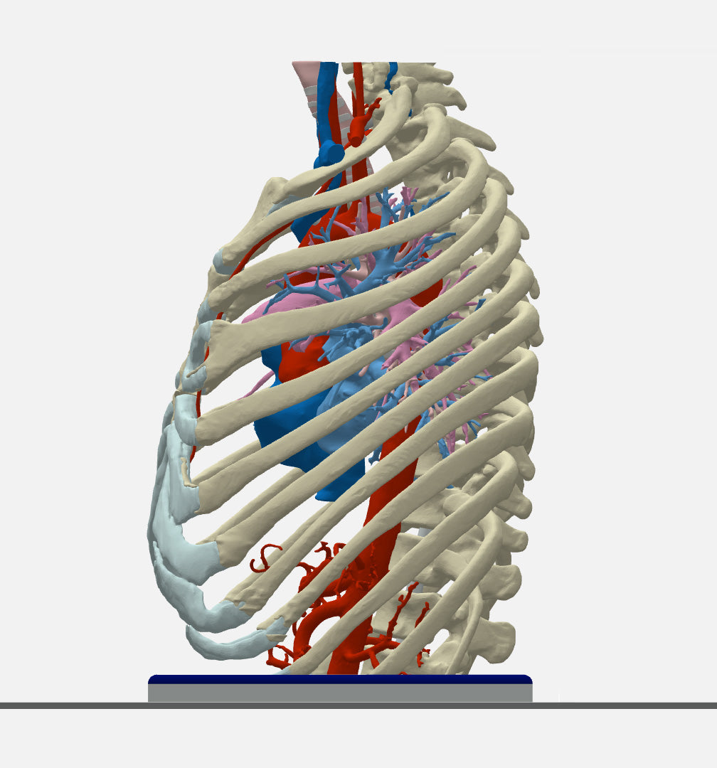 Normal Adult Chest – Male, 49 Years