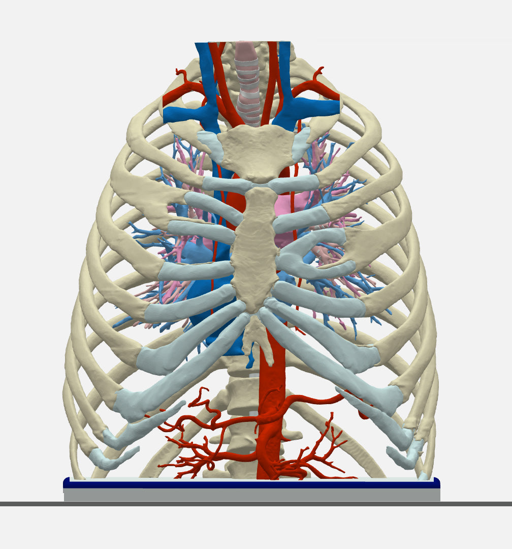 Normal Adult Chest – Male, 49 Years