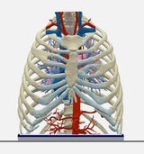 Normal Adult Chest – Male, 49 Years