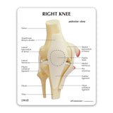 Basic Knee