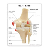 Basic Knee