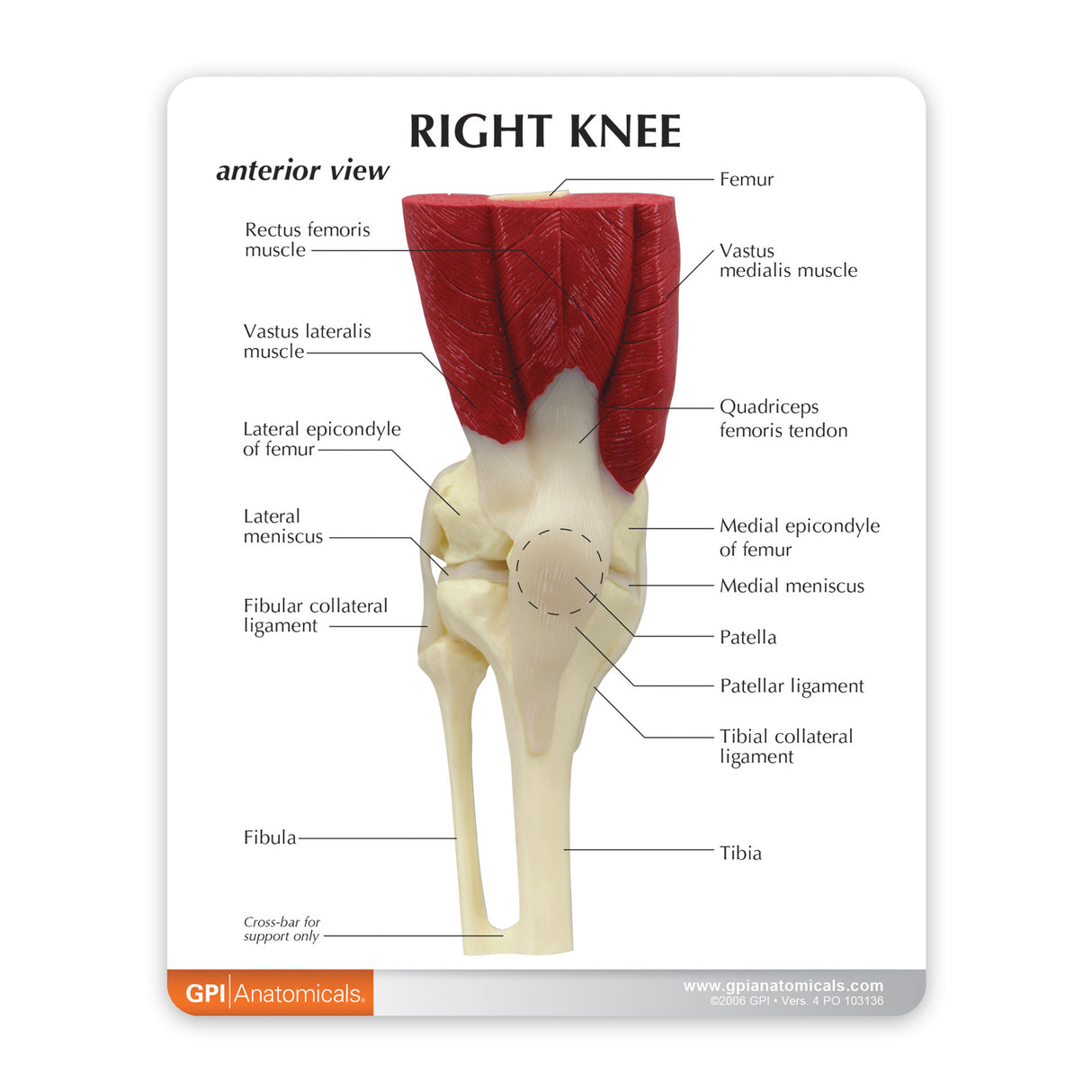 Muscled Knee Education Card