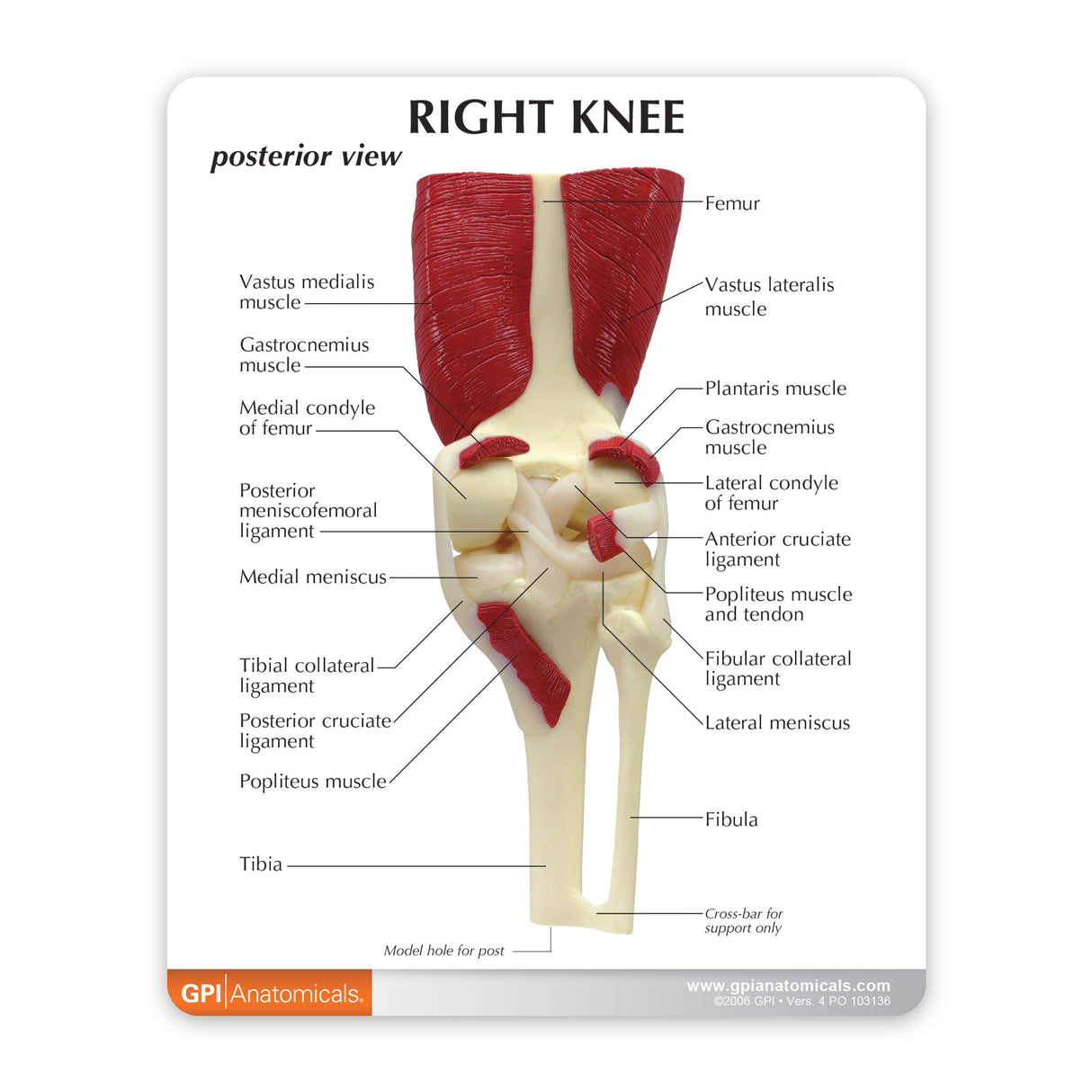 Muscled Knee Education Card