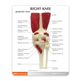 Muscled Knee Education Card