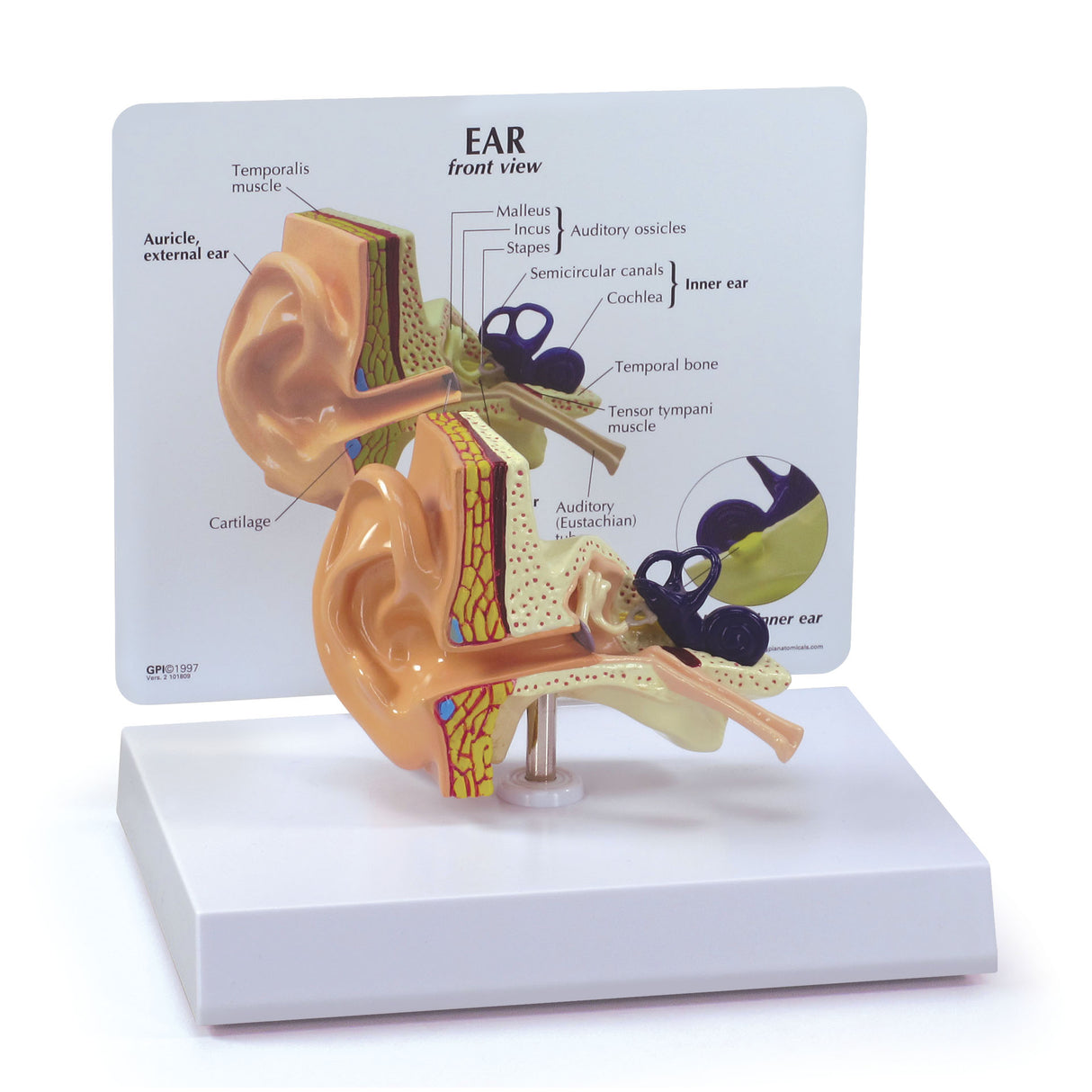 Ear Model