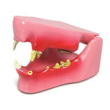 Feline Jaw Model with Teeth