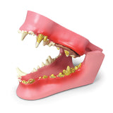 Canine Jaw Model with Teeth