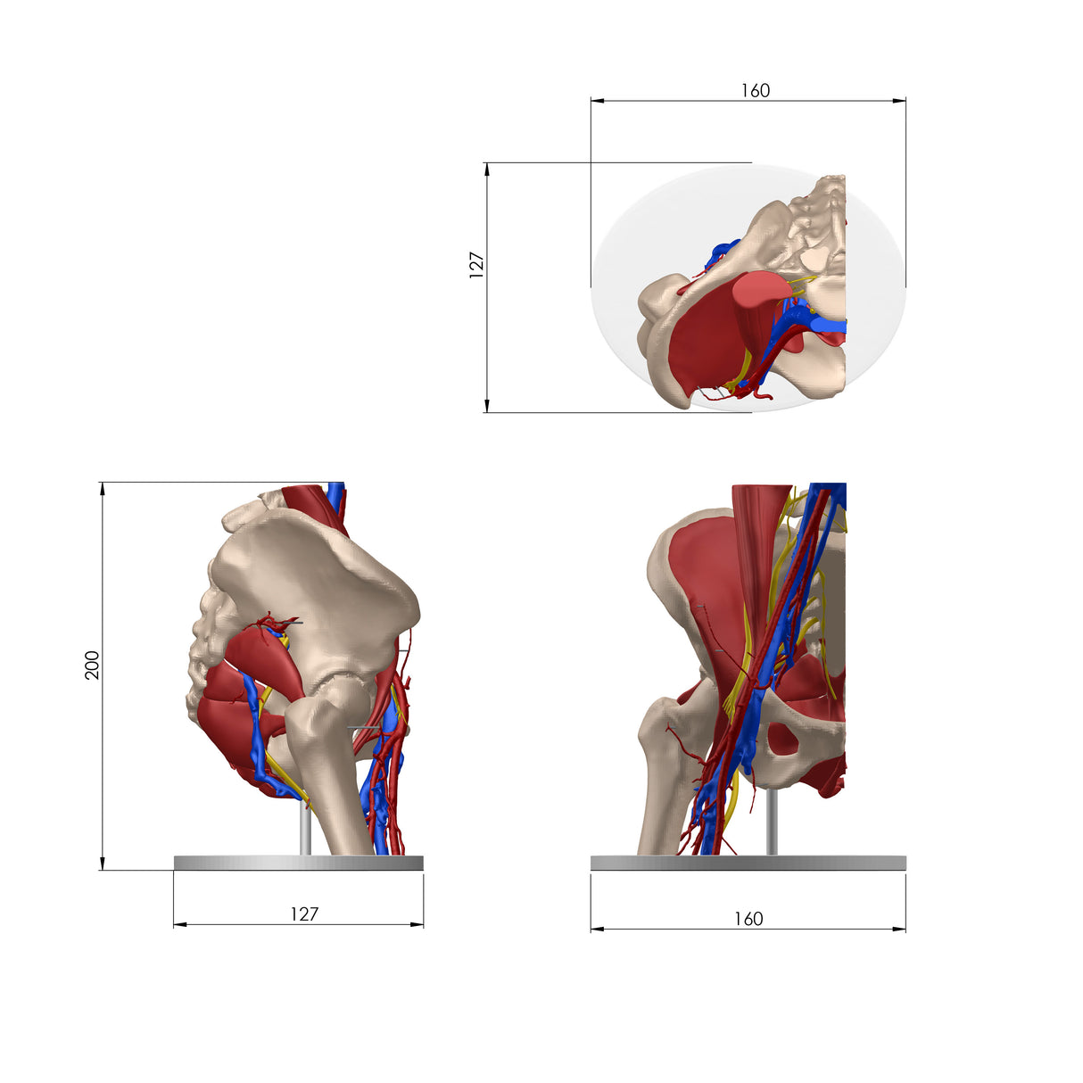 Normal Adult Hip Joint