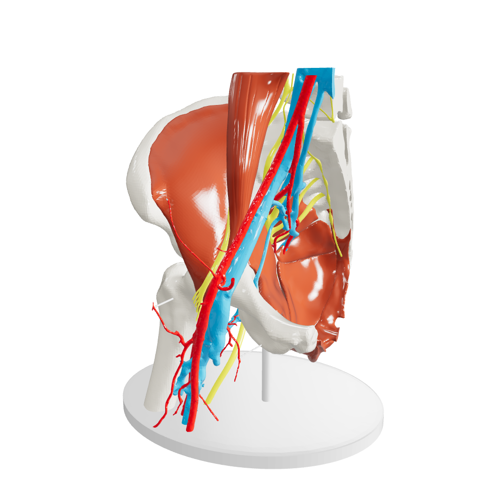 Normal Adult Hip Joint