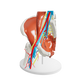 Normal Adult Hip Joint