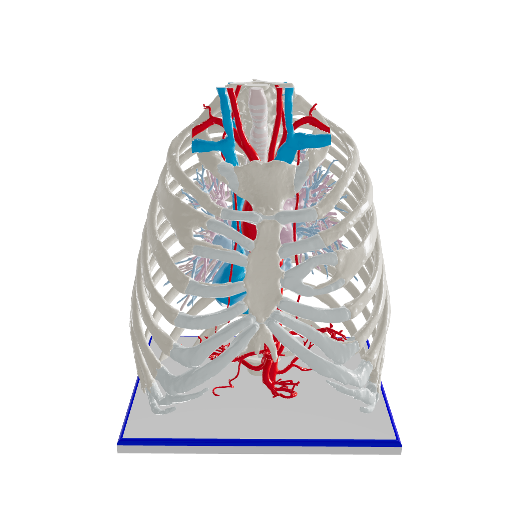 Custom 3d Anatomy Models Chest With Removable Sternum 49 Year Old Male Gpi 3d Anatomy 0858