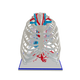 Normal Adult Chest – Male, 49 Years